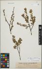 Foto von Salix foetida Schleich. ex DC. x Salix waldsteiniana Willd.